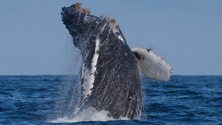 fast raft whale
