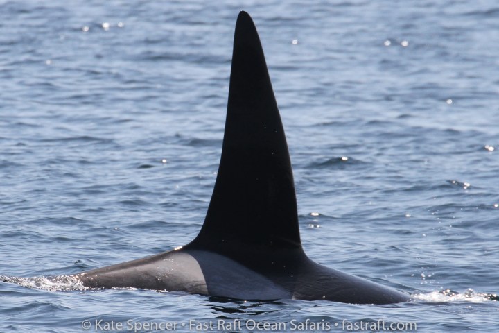 a whale jumping out of the water