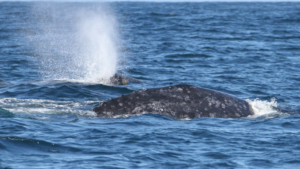 Whale surfacing with spout near another in the ocean.