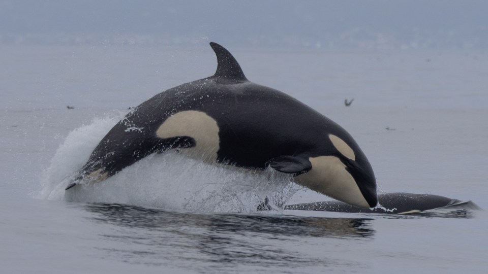 Orca breaching water with another orca nearby.